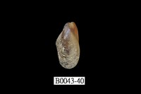 藏品(雲雀殼菜蛤)的圖片